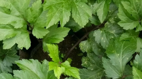 Beberapa helai daun terlihat masih di pohon.