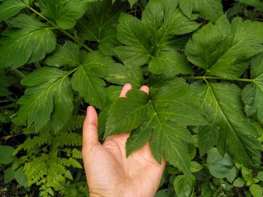 tangan memegang daun ashitaba