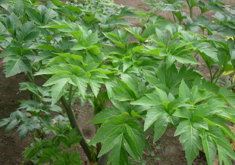 tanaman ashitaba siap panen