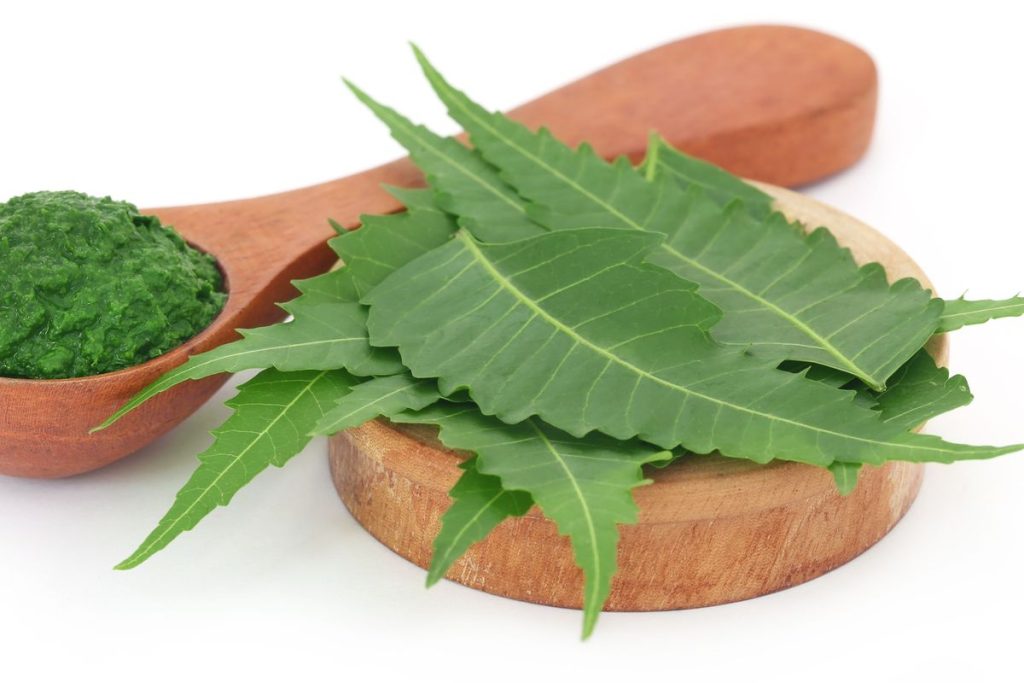 Beberapa helai daun dan yang sudah di haluskan.