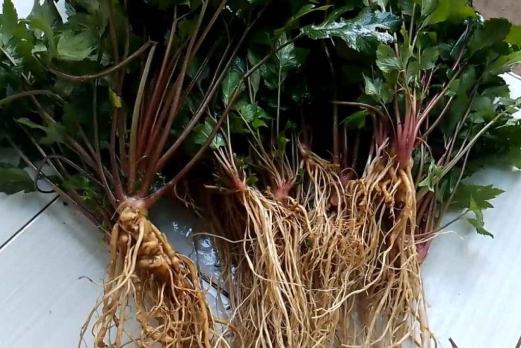 Gambar daun dengan akar