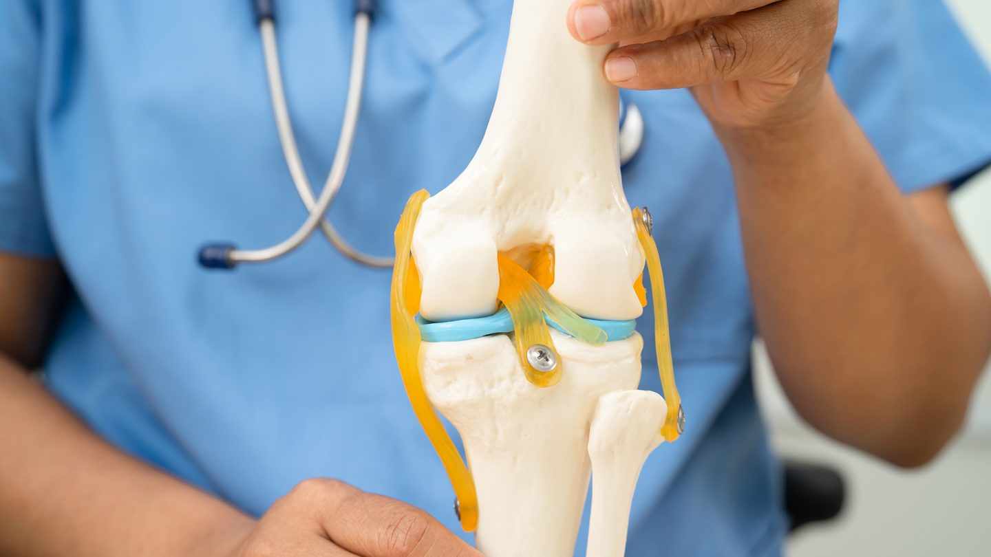 Replika tulang dan otot